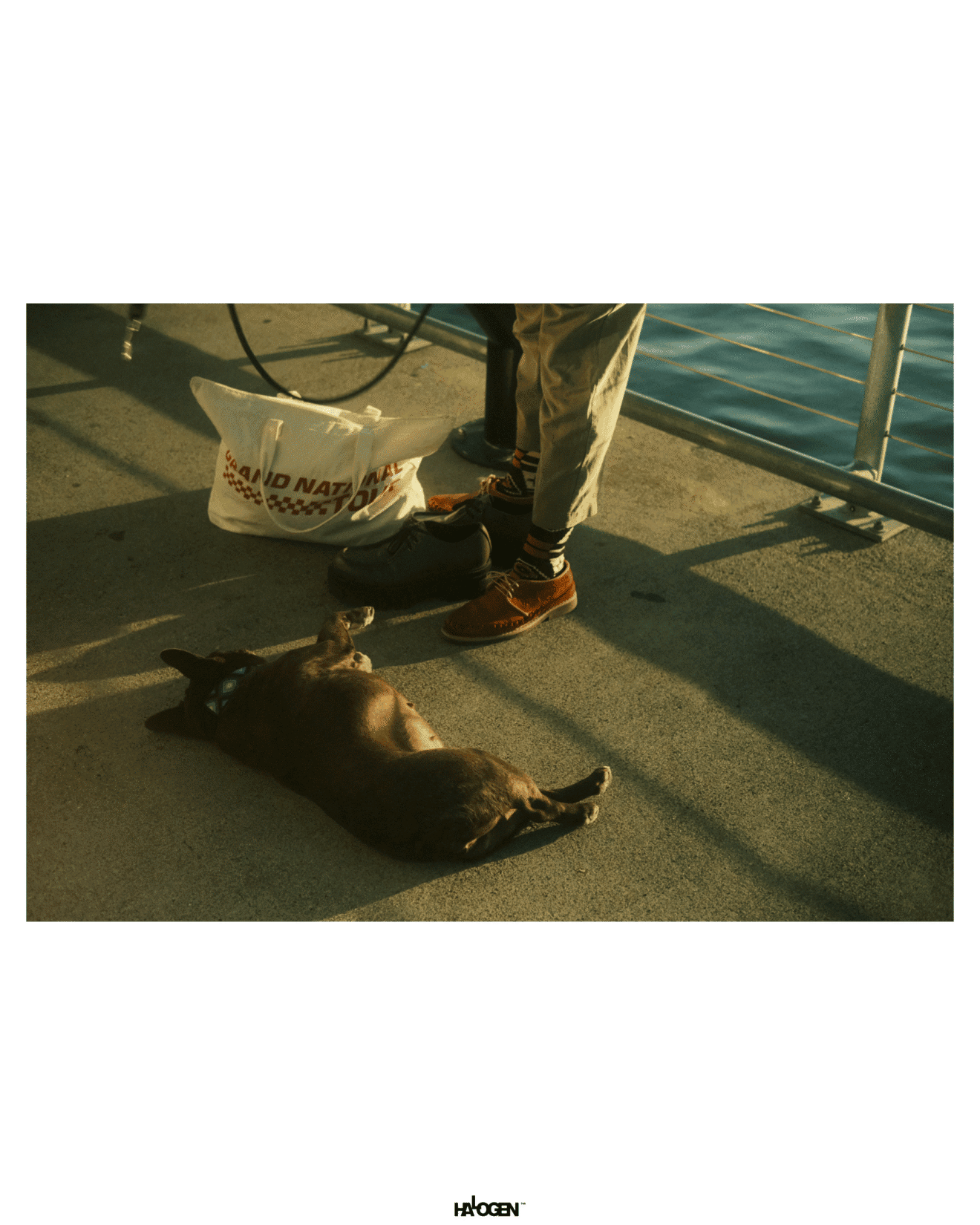 A small dog lies on its back on a sunlit pavement next to a person’s legs, a white plastic bag, and a railing near water.