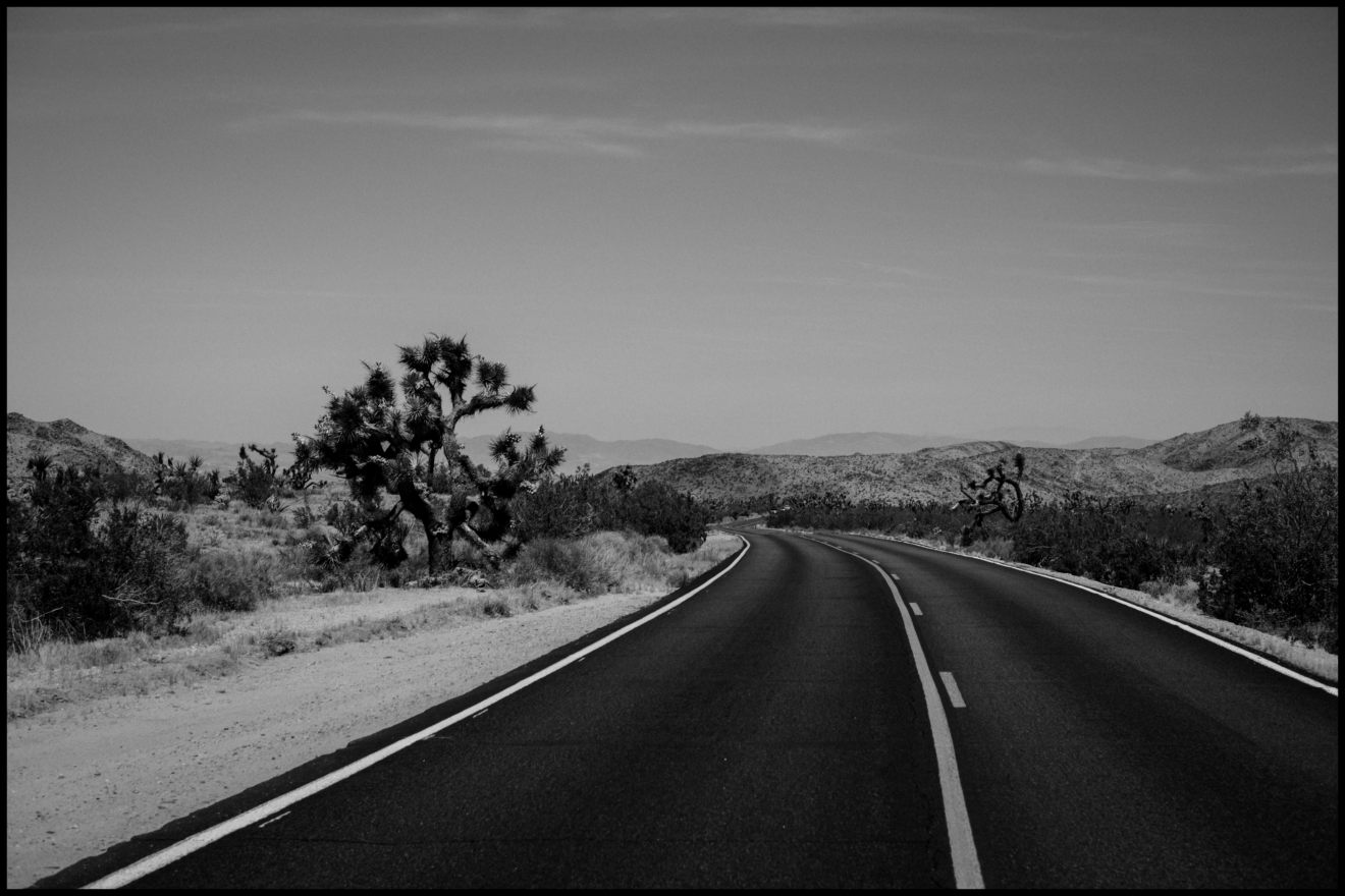 A paved road curves through a desert landscape with Joshua trees and shrubs under a clear sky in black and white.